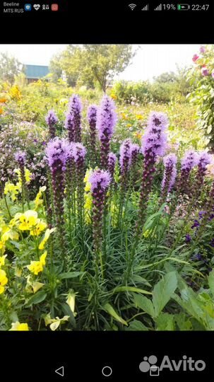 Цветы многолетники