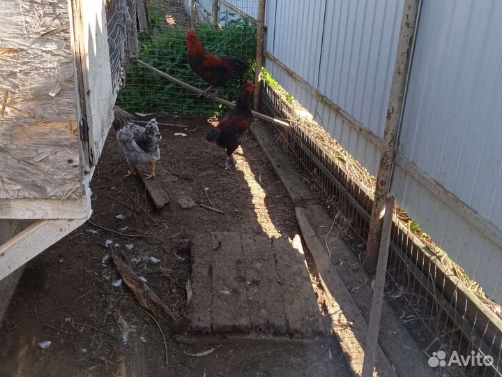 Домашние животные петухи