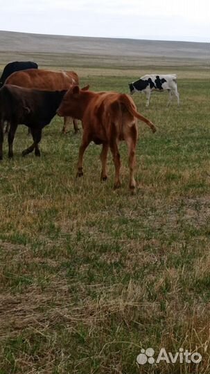 Телки подсосные