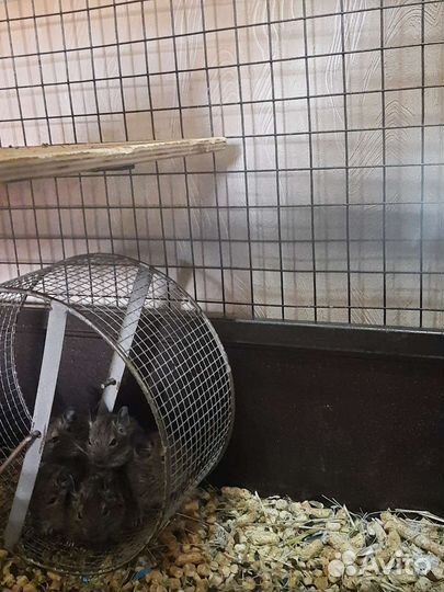 Чилийская белка дегу