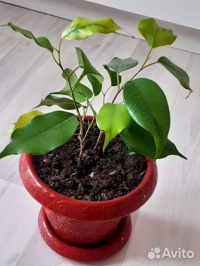 Фикус голден Моника