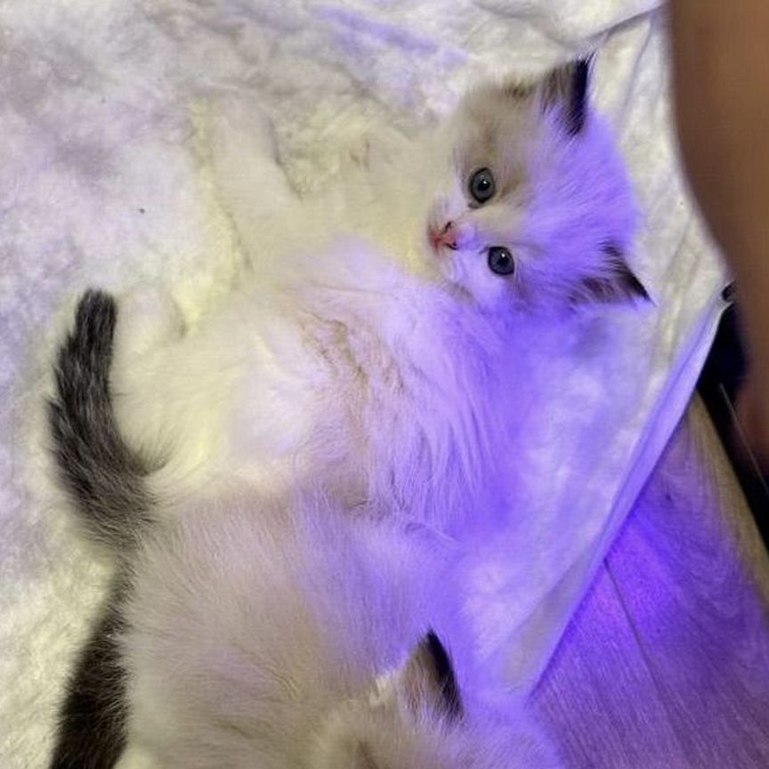 Девочка рэгдолл ragdoll котенок биколор