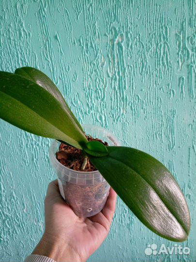 Орхидея фаленопсис