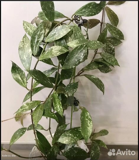 Хойи на срез