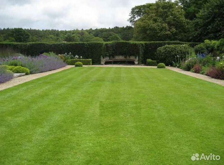 Рулонный газон стандартный