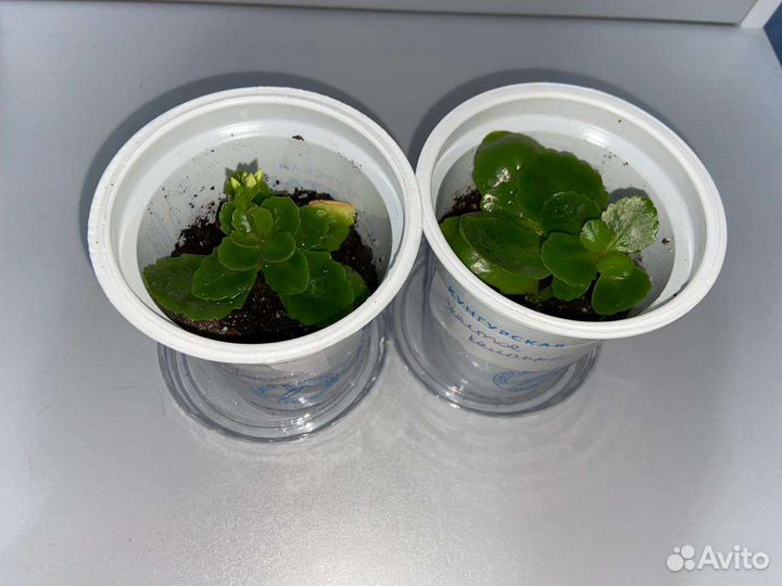 Желтый каланхоэ