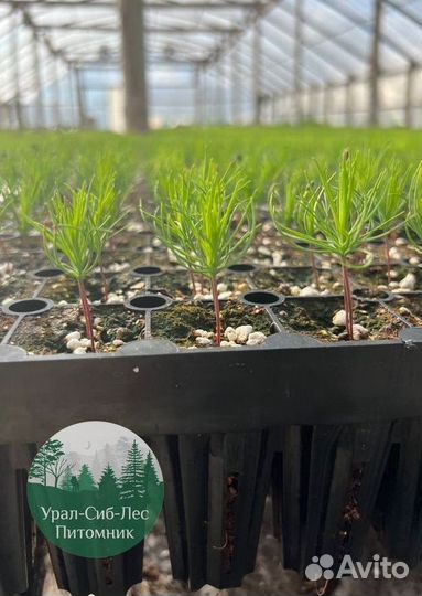 Зкс и окс Сосна Ель Лиственница сеянцы Голуб горн