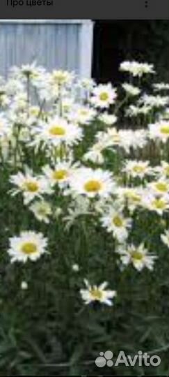 Многолетние декоративные деревья,кустарники,цветы