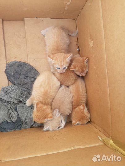 Кошка в дар бесплатно