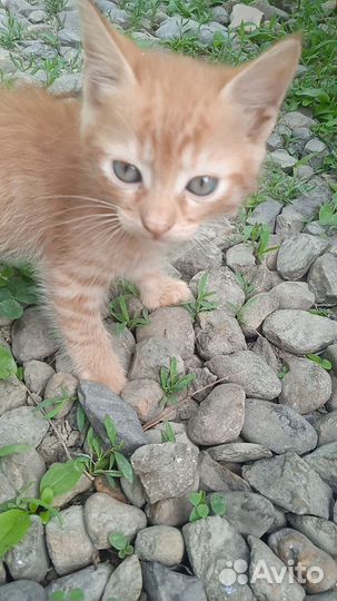 Котята меньше 2 месяцев