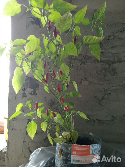 Перец комнатный острый