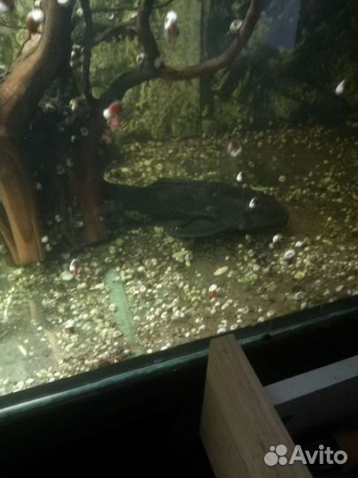 Астранотус,Парчовые сомы