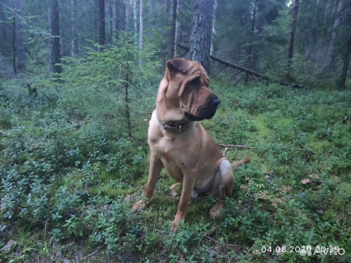 Шарпей вязка