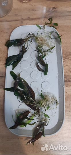 Криптокарина