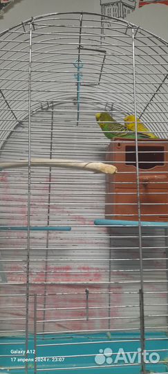 Волнистый попугай