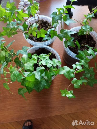 Плющ хедера