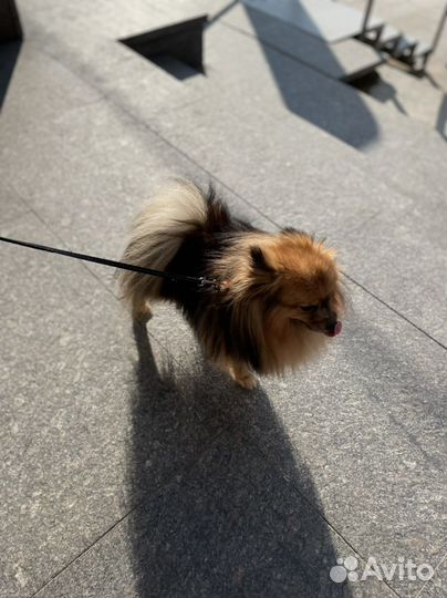 Немецкий шпиц вязка кобель