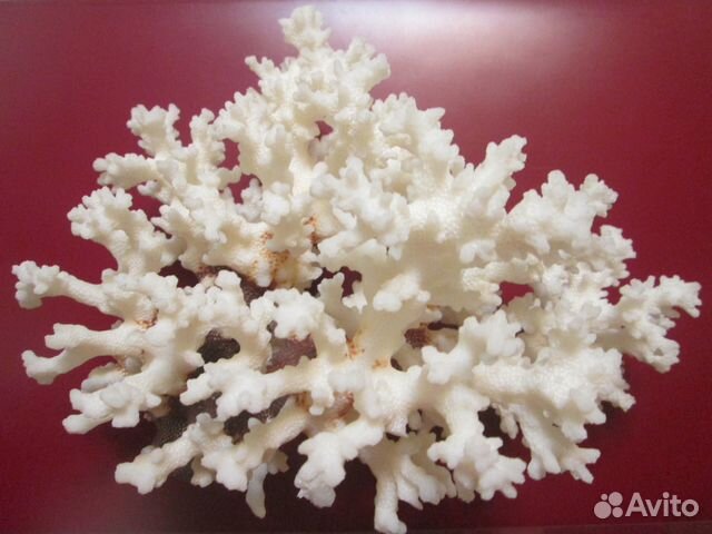 Коралл 15 x 20 см