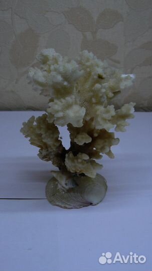 Морские ракушки (декор)