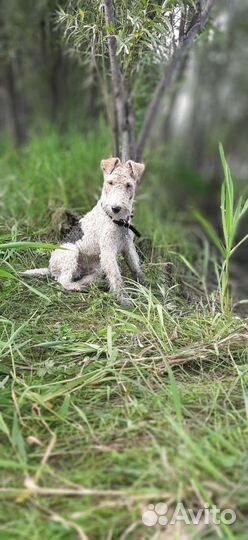 Жесткошерстный фокстерьер