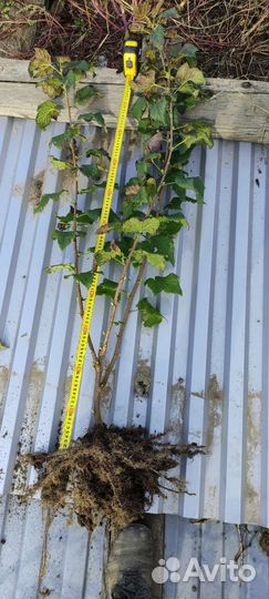 Саженцы смородины