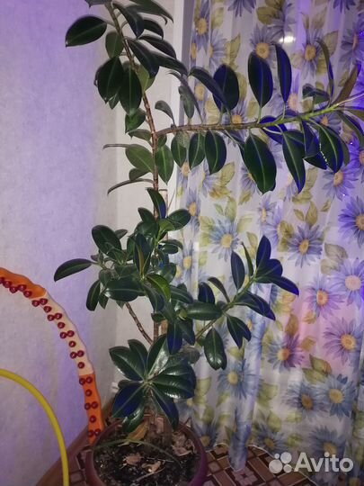 Продам фикус