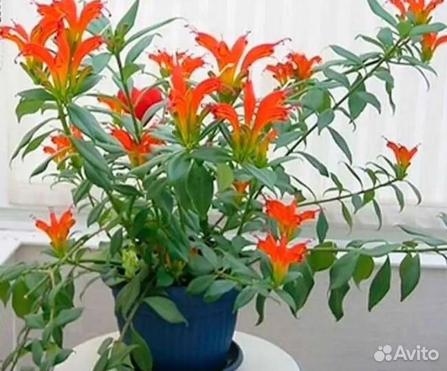 Эсхинантус жар птица