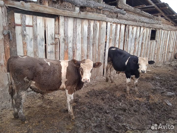 Продам быков