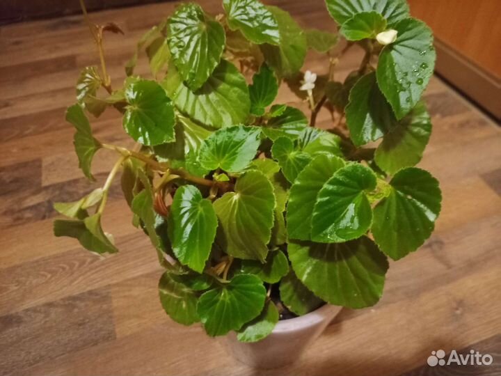 Бегония вечноцветущая