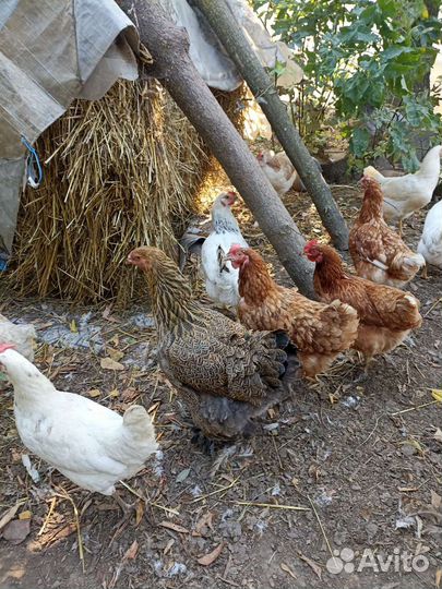 Куры несушки
