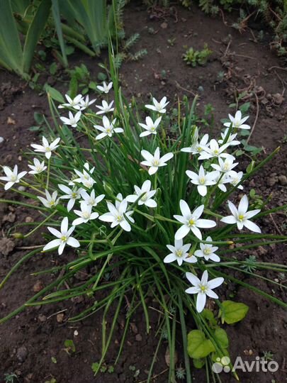 Барвинок, птицемлечник, мускари, шнит-лук