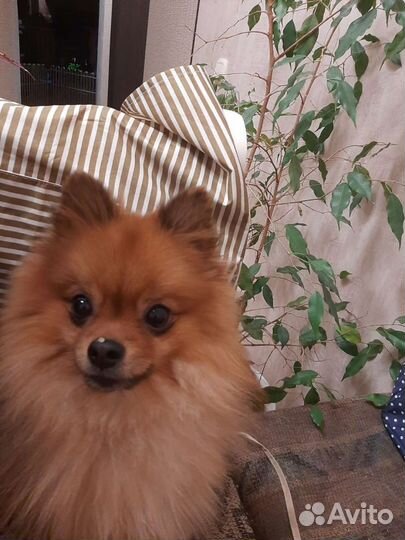 Предлагает свои услуги )