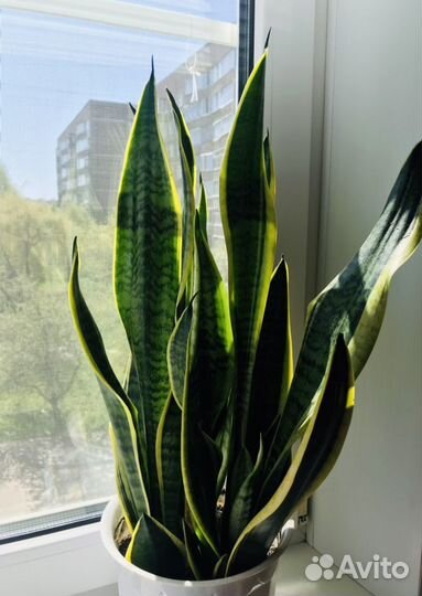 Сансевиерия Лауренти