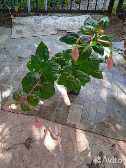 Фуксия Pink Galore