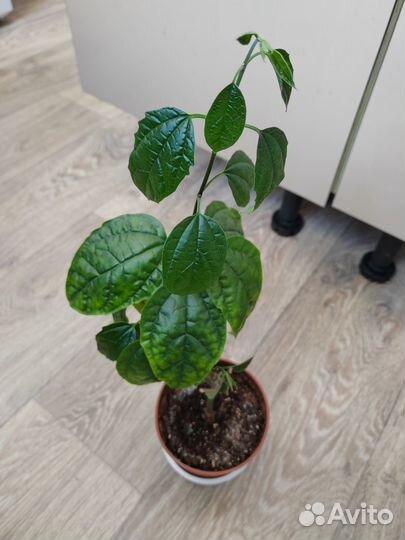 Клеродендрум томпсон