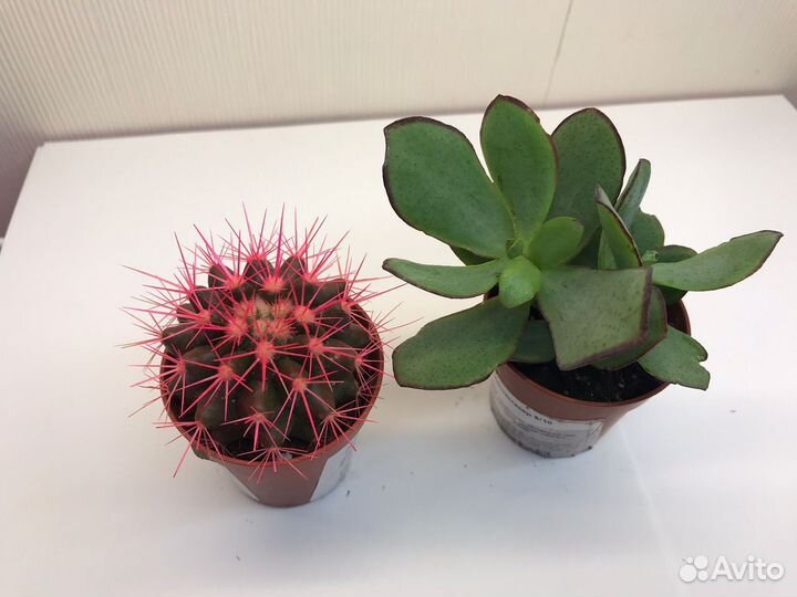 Суккуленты