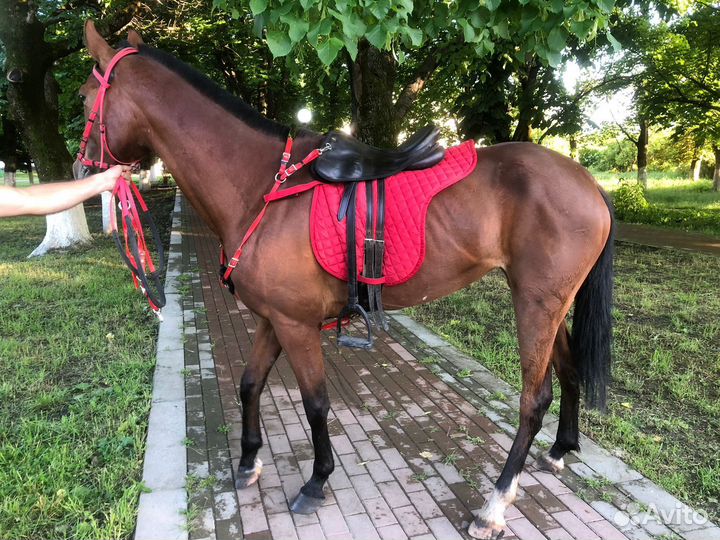 Седло скаковое