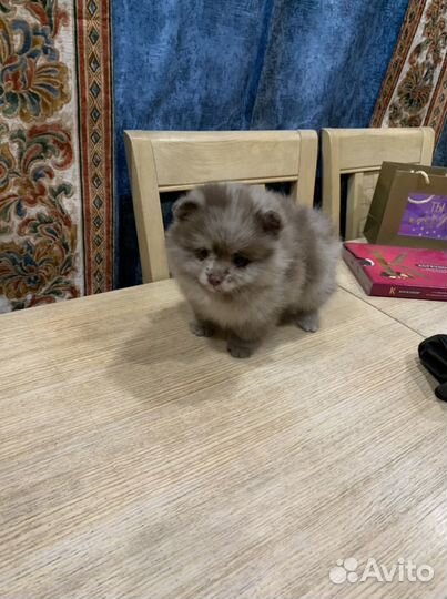 Померанский шпиц лиловый шоколадный мерль с голубы