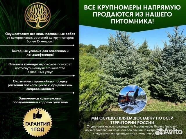 Туя западная Смарагд крупномер