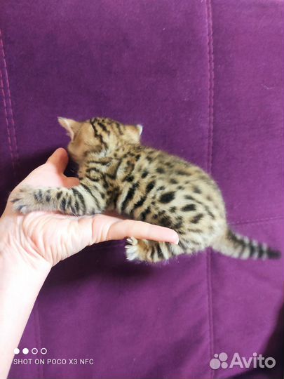 Бенгальская