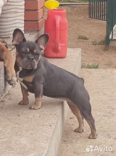 Французский бульдог