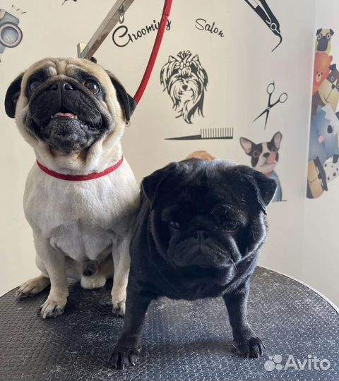 Груминг кошек и собак