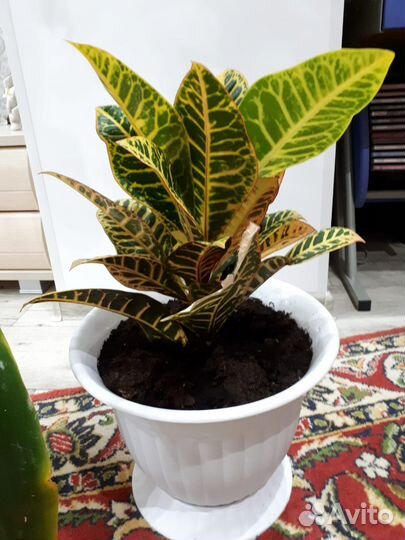 Цветок Кротон