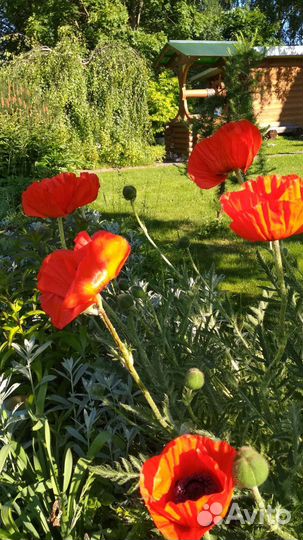 Мак декоративный