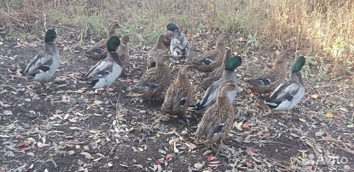 Дикие утки