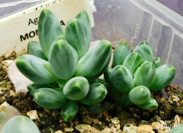 Суккуленты