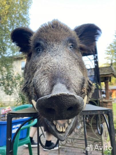 Чучело головы кабана