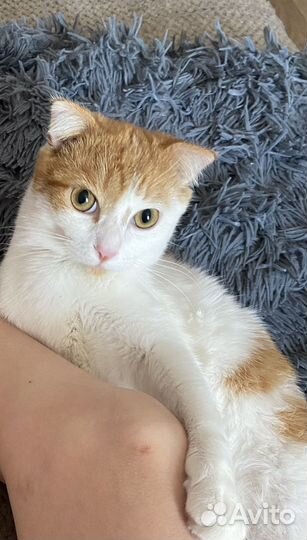 Рыжий котенок вислоухий