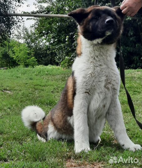 Собака в добрые руки отдам бесплатно