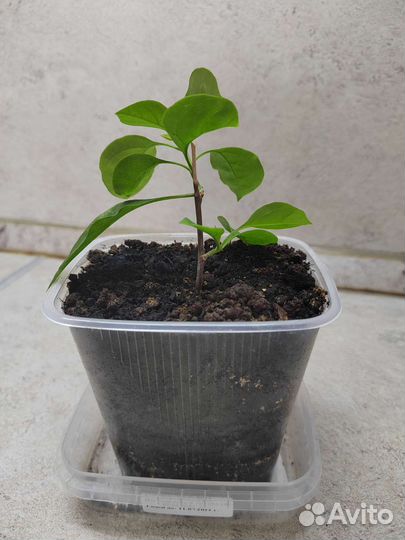 Бугенвиллия черенок